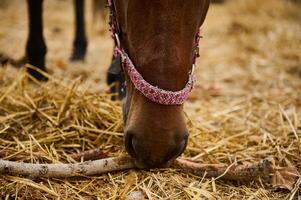 Closeup of a grazing horse wearing a vibrant pink halter outdoors photo