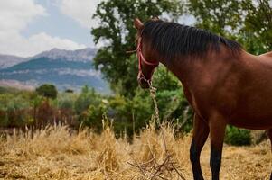 Brown horse standing in a field with a scenic mountain backdrop photo