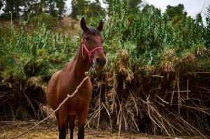 Brown horse with red halter standing near tall grass and trees outdoors photo