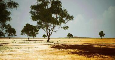 Landscape featuring sparse trees under cloudy sky during day video