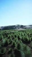 Grassy Field With Mountain Backdrop video