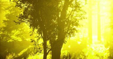 Sunlight filters through a dense forest creating a golden atmosphere video