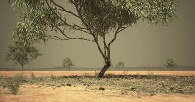 Dry landscape with lone tree under hazy sky during drought conditions video