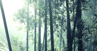 Green bamboo forest in soft morning light with gentle mist surrounding trees video