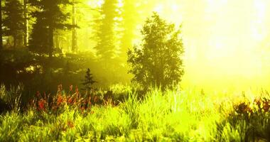 Sunlight filters through a forest revealing vibrant greenery and flora video