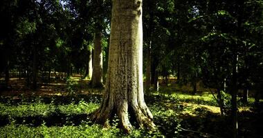 Tall tree with thick trunk in a dense green forest during daylight hours video