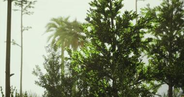 Lush greenery and palm trees in a serene forest at sunset video
