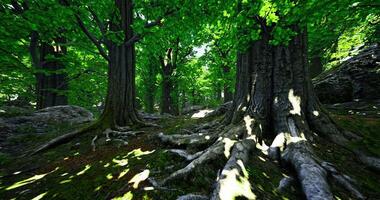 Lush green forest with towering trees and sunlight filtering through leaves video