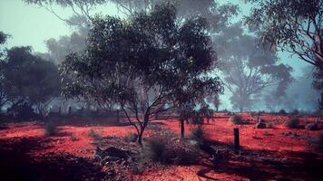 Spacious Field With Trees video