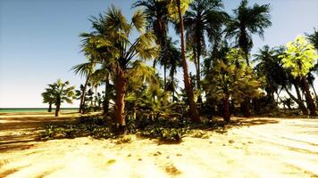 A sandy beach with palm trees and the ocean in the background video