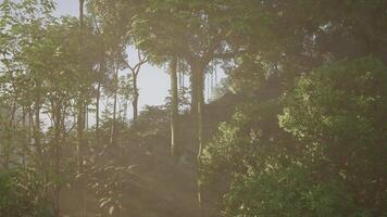 Sunlight Streaming Through the Forest Trees video