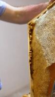 Unrecognized male beekeeper opens cells on the honey frame using special knife. Man preparing frames for honey extraction in machine. Vertical video