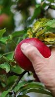Beautiful ripe red apple hanging from the branch. Close up. Male hand takes the fruit from a tree. Low angle view. Vertical video