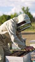 Outfitted beekeeper taking frame out of bee hive. Experienced apiculturist looks at honeycombs covered with bees and shakes off the insects. Vertical video