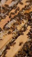 Hard-working bees crawling by the wooden frames. Insects have made produced some wax on top of the frames. Close up. Vertical video
