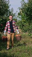 Smiling male farmer carrying two heavy full baskets of apples. Man puts the baskets on the ground to have a rest. Orchard backdrop. Vertical video
