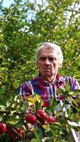 Farmer pflücken reif Äpfel von höher Geäst von ein Baum. Erwachsene grauhaarig Mann Stehen auf das Schritt Leiter und Versammlung Ernte. Vertikale video