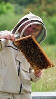 Attentive apiculturist looking thoroughly at the frame. Bees covering the frame and flying around the farmer. Nature background. Vertical video