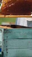 Experienced apiculturist shaking off the bees from honey frame. Man takes a big brush to get rid of left insects. Blurred background. Vertical video