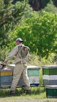 Male apiarist standing near the hives at bee farm. Little rural apiary in the nature. Beekeeper opens the lid of the hive to check it. Vertical video