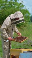 Apiarist checking the frame with dark honeycombs. Beekeeper turning the frame to the sun to check it better. Nature backdrop. Vertical video