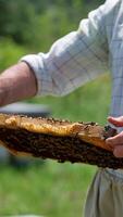 Adult man in usual clothes holding frame in his hands. Beekeeper checks the honeycombs and puts it back to the hive. Blurred backdrop. Vertical video