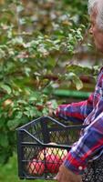 Old man standing his side to the camera collecting apples from a young tree. Farmer holds a box in his arm and puts picked fruit there. Vertical video