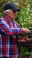 Adult man picking ripe apples into the box. Farmer collecting harvest from the young apple trees. Side view. Vertical video