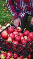 Sorting out the ripe red apples freshly picked in the garden. Farmer kneels to the boxes of apples and starts to sort them. View from top. Vertical video