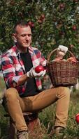 Happy Caucasian farmer rejoicing about the harvest of apples. Man looks at full basket of fruit smiling and tossing one apple up. Vertical video