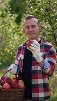 Gardener in checkered shirt with a basket of apples standing at the little tree. Man picks apples from tree enjoying the process and his crop. Apple orchard at backdrop. Vertical video