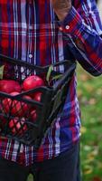 A box of red ripe freshly picked apples in the hands of unrecognized man standing in the garden. Farmer takes fruit and checks them thoroughly. Vertical video