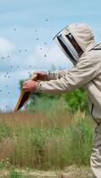 Outfitted apiculturist holds a frame coated with bees. Farmer shakes off the insects and goes away, bees following him. Man puts the frame into a wooden hive. Vertical video