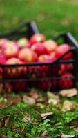 Freshly picked ripe red apples put into boxes. Unrecognized old man brings one more box and leaves it on the ground. Blurred backdrop. Vertical video