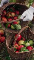 Freshly picked apples in the baskets on grass. Man takes one basket and throws apples from it to another basket. Top view. Vertical video