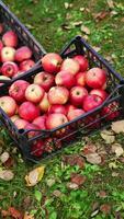 Ripe red apples collected in plastic boxes. Male farmer bringing the box with green apples and puts it on the ground. Top view. Vertical video