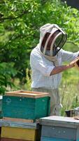 Rural apiary with wooden hives in the nature backdrop. Male beekeeper shakes off the bees from frame and puts it into hive. Vertical video