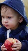 Tiny baby boy in a blue hoodie holding big red apple. Little toddler trying to bite fruit with his few teeth. Basket of apples and grass at backdrop in blur. Vertical video