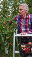 Male old farmer gathering red apples from tree into plastic box. The man stands on metal step ladder and collects fruit from trees in the garden. Vertical video