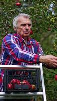 Man in checkered shirt picks apples from a tree putting them into the box. Farmer finishes and descends from a step ladder. Vertical video