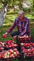 Boxes filled with red apples gathered from a garden. Busy farmer sorting out fruit in the boxes. Orchard background. Vertical video
