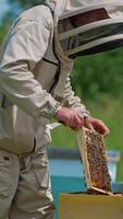 Male beekeeper placing the frame into the wooden bee hive. Bee farmer uses the metal instrument to extract another frame. Vertical video