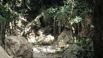 Scenic Dirt Road Surrounded by Trees and Rocks video