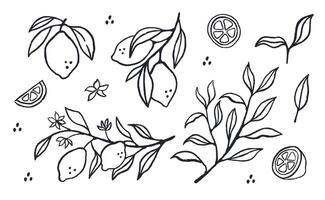Hand drawn set of lemons fruit. Slice of lemon with branch and flower in ink doodle style. Line art. vector