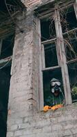 Ecologist inside the ruined building. Scientist in safety gas mask looking out of the window from abandoned building. Flowers in flower pot in window sill. Vertical video