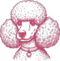 Vintage Poodle Head Engraving Illustration Detailed Hand Drawn Dog Sketch vector