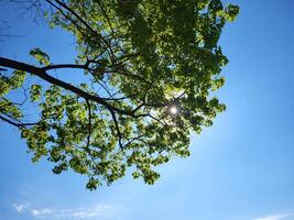 On a clear spring day, a glimmer of sunlight in the foliage of trees against the blue sky photo