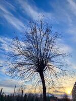Spring branches of a leafless tree against photo