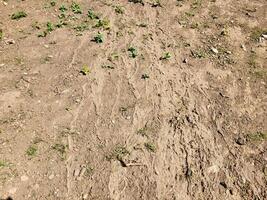 There are dried footprints on the ground and rivulets from the rain. photo