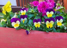 On a sunny spring day, colorful garden violets are on a flower bed. photo